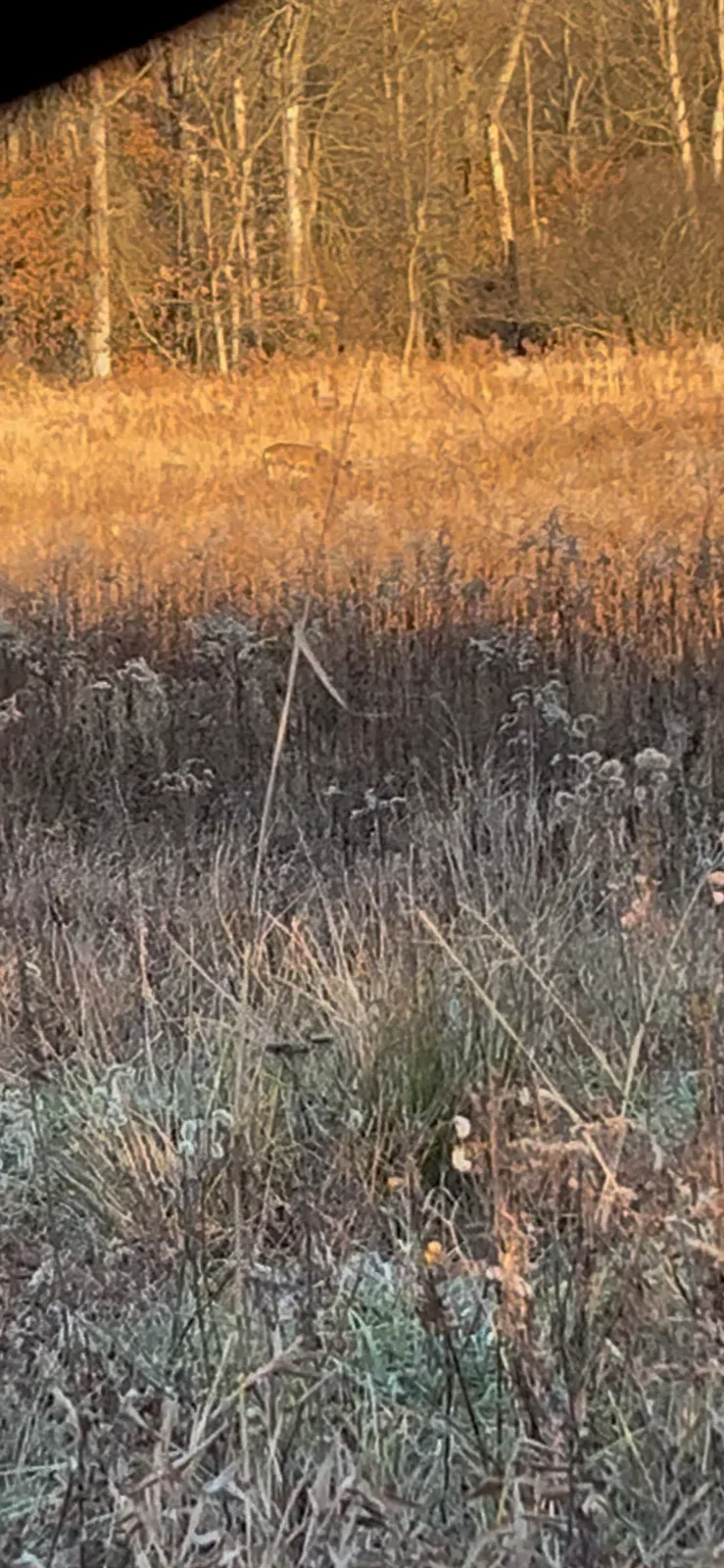 user_66022f04-d1bc-4d12-83ad-716d9198c0ab_time_1764867437776_0.png