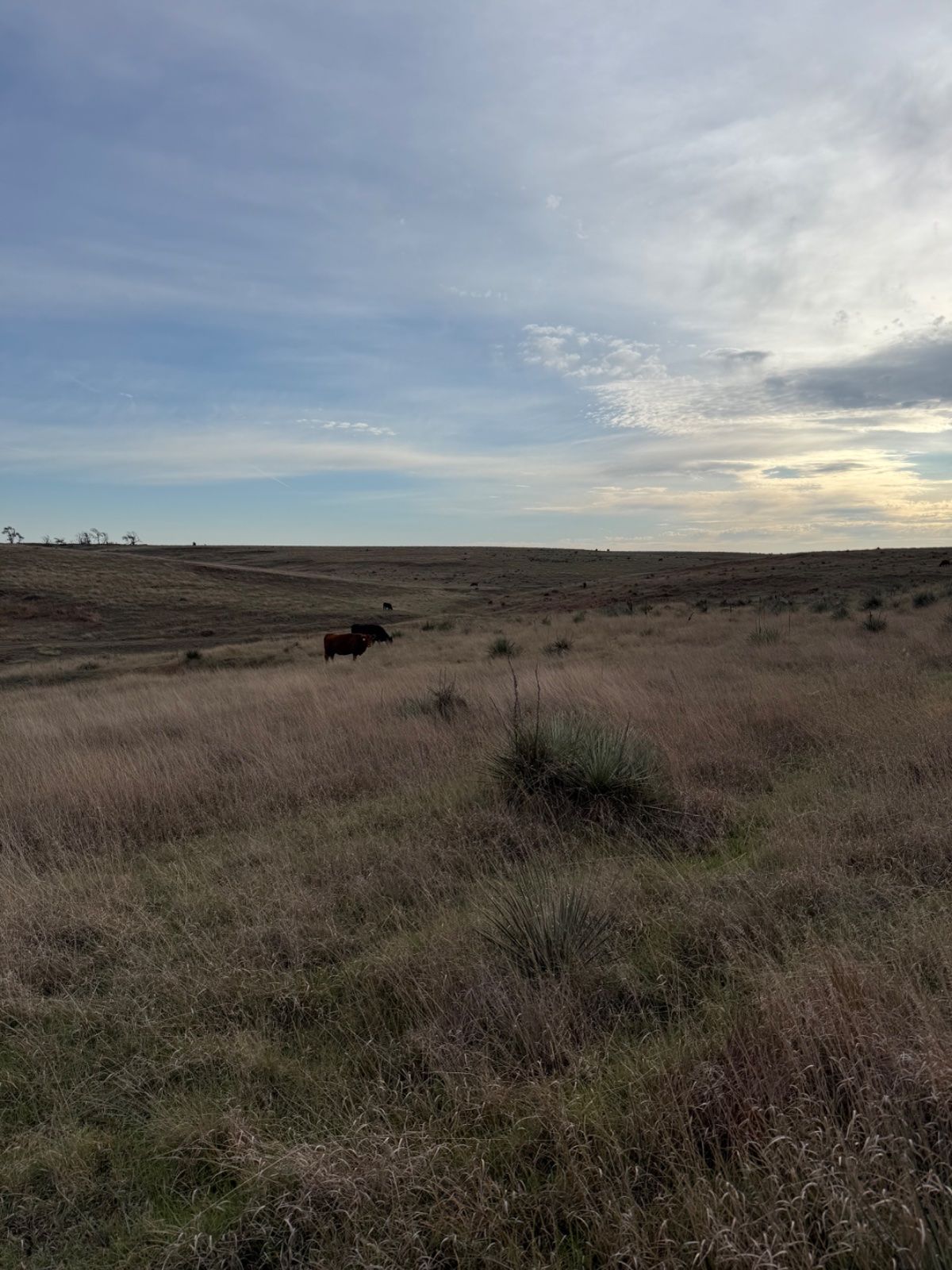 user_67aea333-e325-4620-a2bd-522c19f4e592_time_1792864553645_1.jpeg