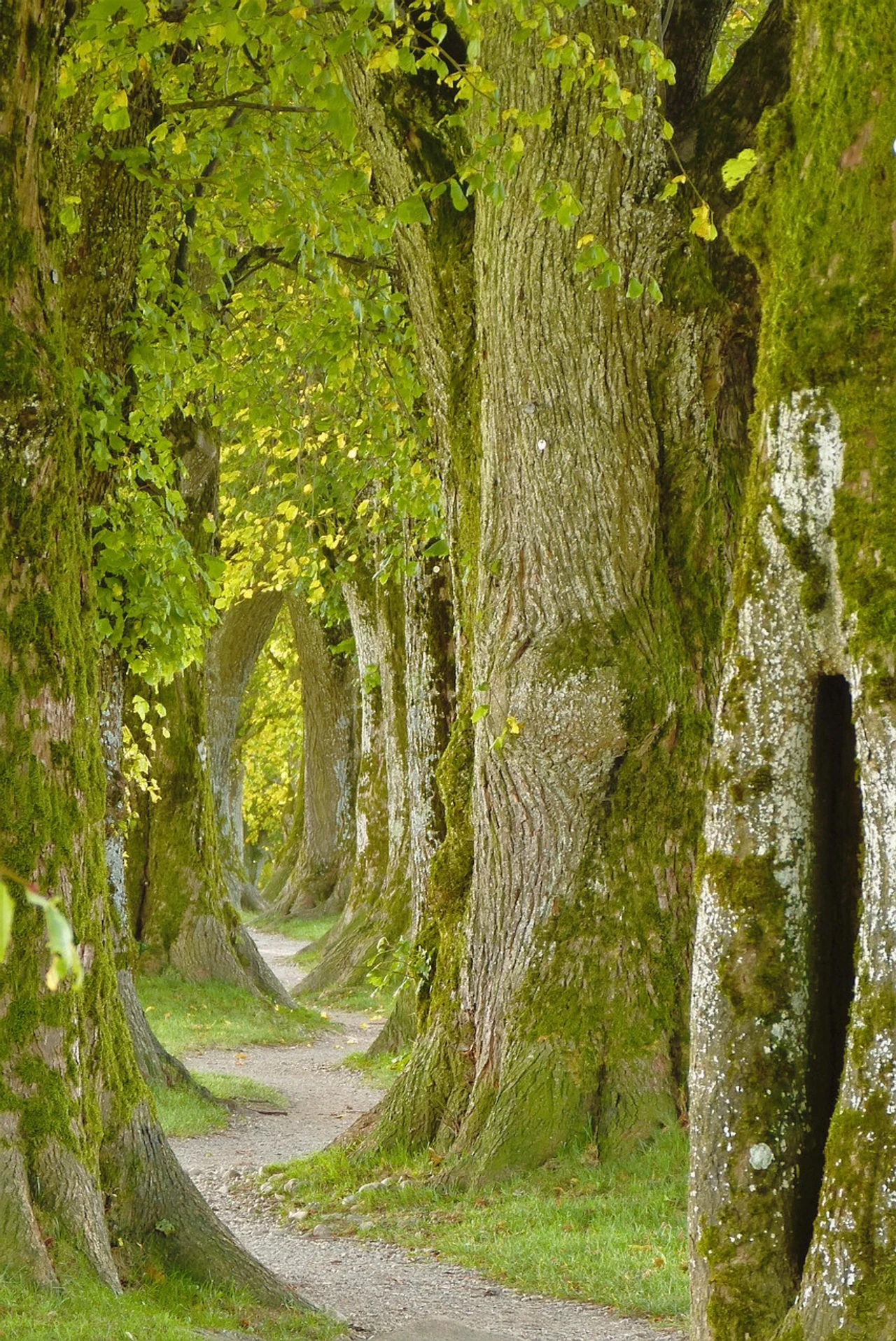 Sophro-balade : un sentier pour revenir à l’essentiel, à soi, à l’instant
