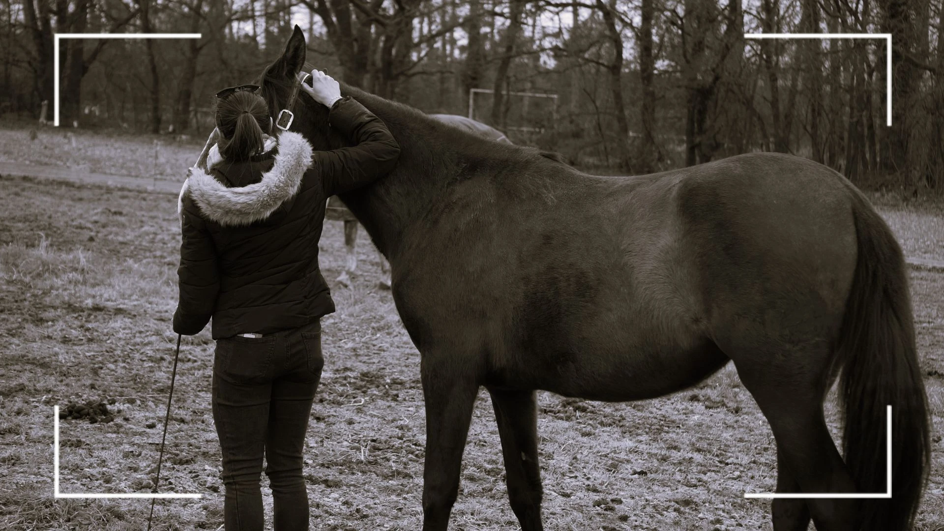 Equi Sophro en séance individuelle 🐎