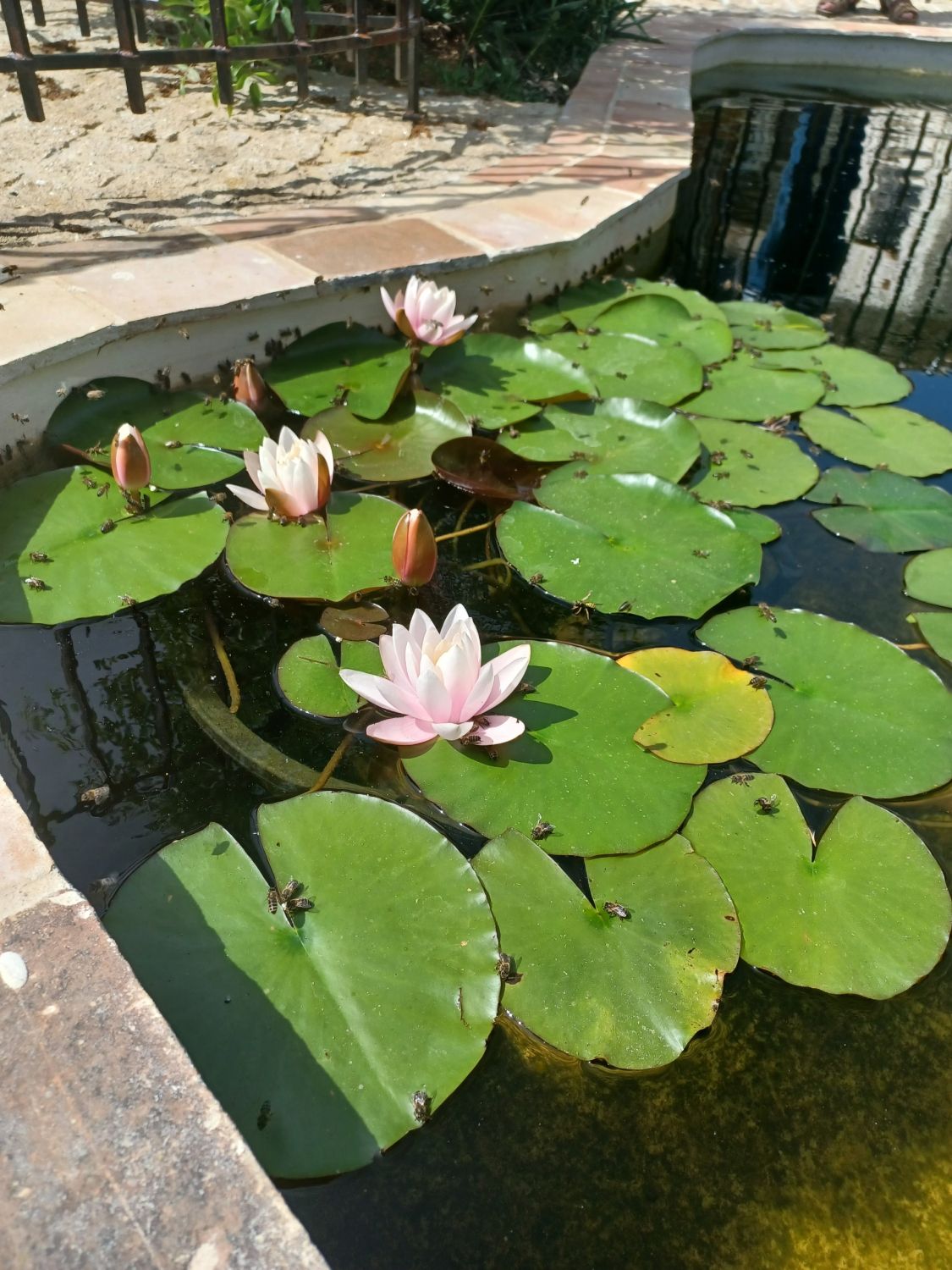 Garden with swimming pool, pool house and petanque court 