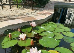 Garden with swimming pool, pool house and petanque court 