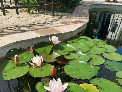Garden with swimming pool, pool house and petanque court 