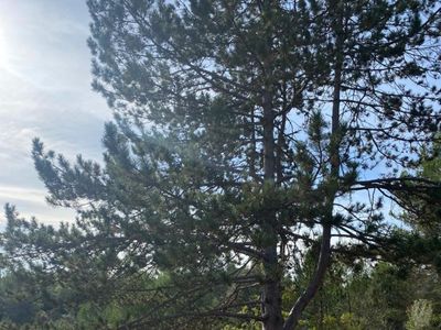 In the heart of the forest