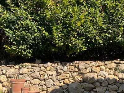 Villa in an olive grove