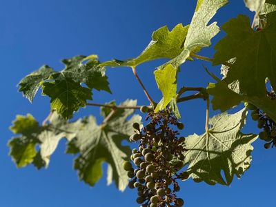 Provencale Family Home - Large Pool - Seaview