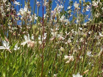 Provencale Family Home - Large Pool - Seaview