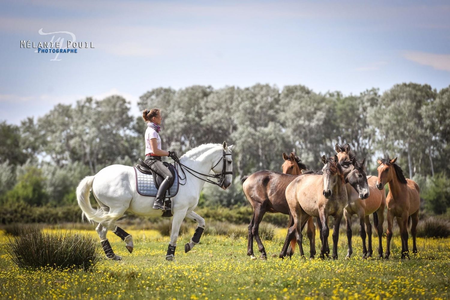 Domaine en Camargue 