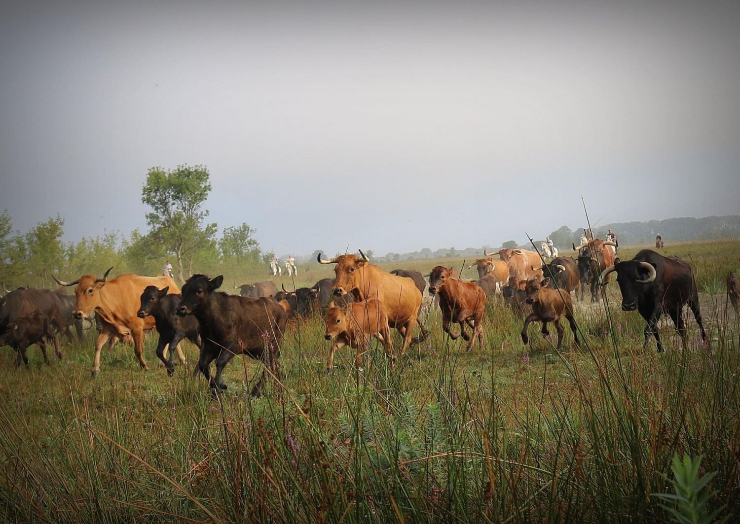 Domaine en Camargue 