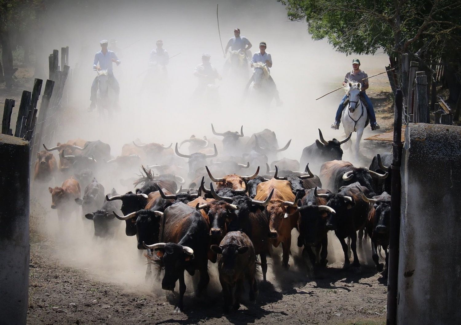 Domaine en Camargue 