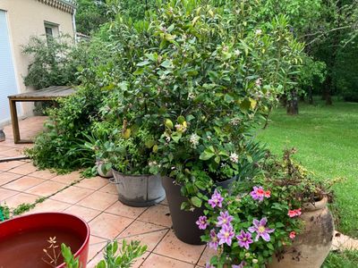 Charming house and garden with swimming pool and pool house