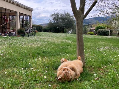 Charming house and garden with swimming pool and pool house