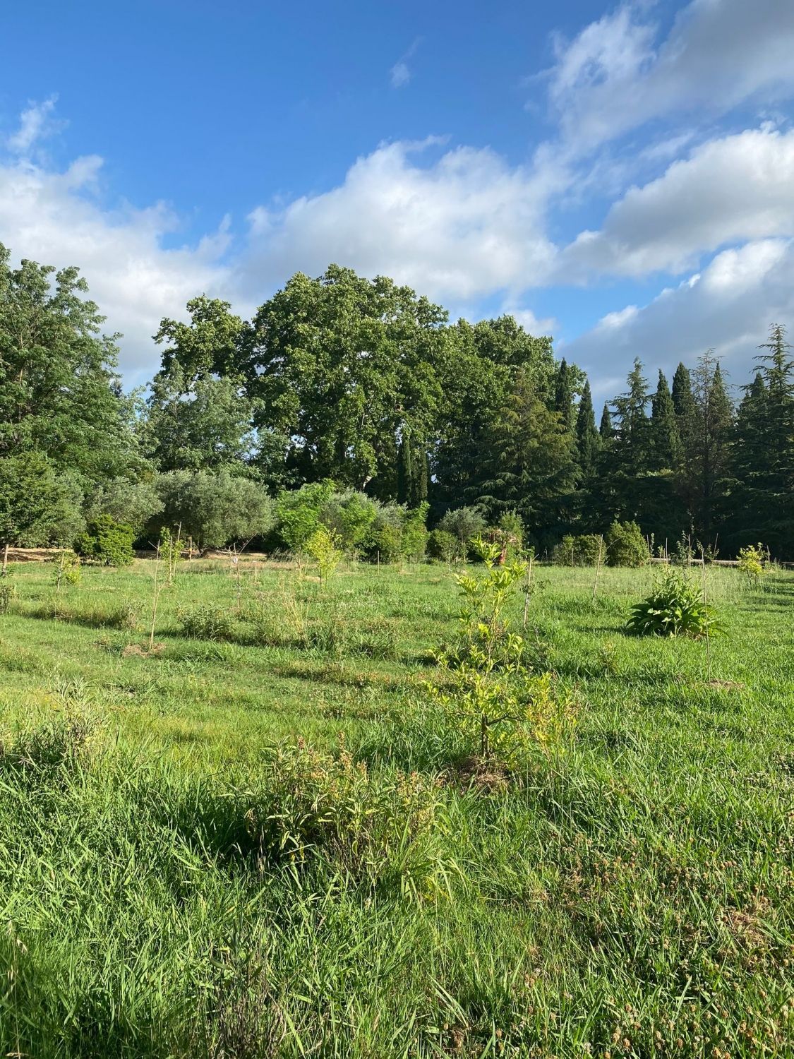 Grand jardin avec fontaine