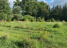 Large garden with fountain