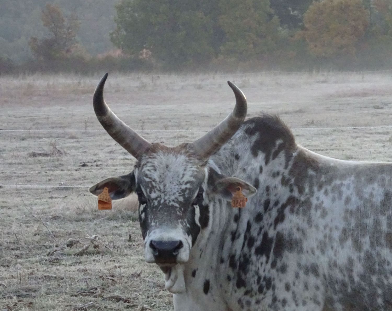 A Ranch in Provence