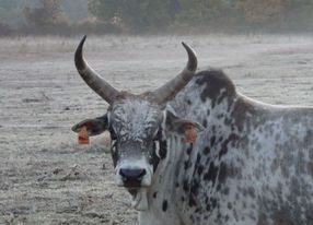 A Ranch in Provence