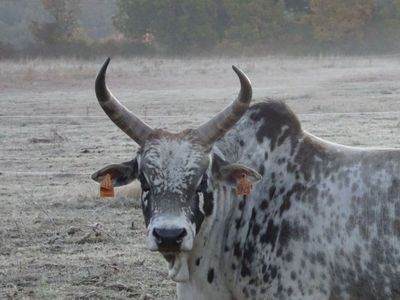 Un ranch en Provence