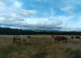 A Ranch in Provence