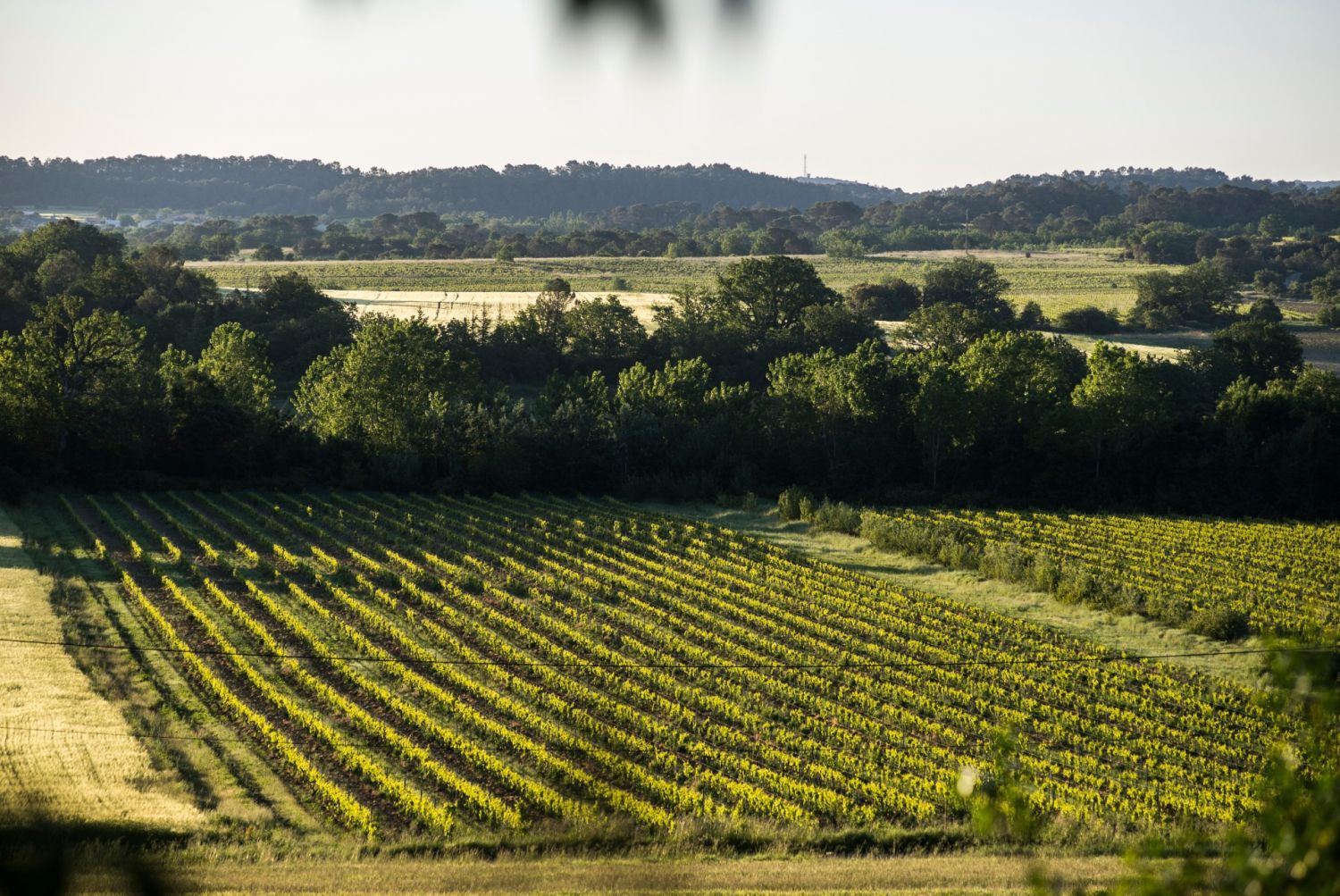 Domaine viticole dans la garrigue 