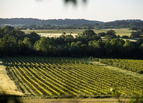 Wine estate in the scrubland