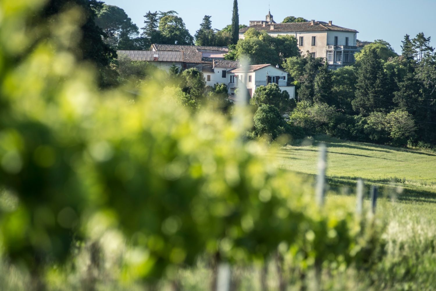 Domaine viticole dans la garrigue 