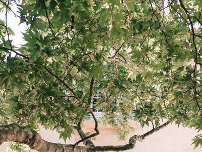 Privatized Provencal Estate in Alpilles for Exclusive Events