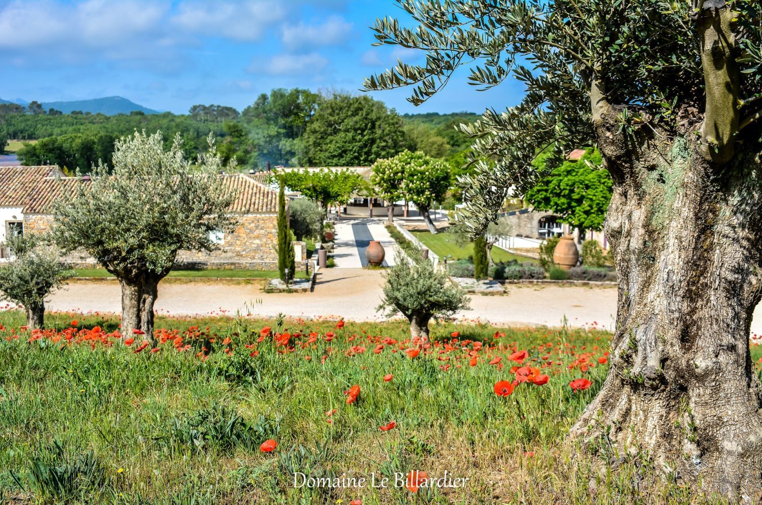 Domaine entre vignes et forêt