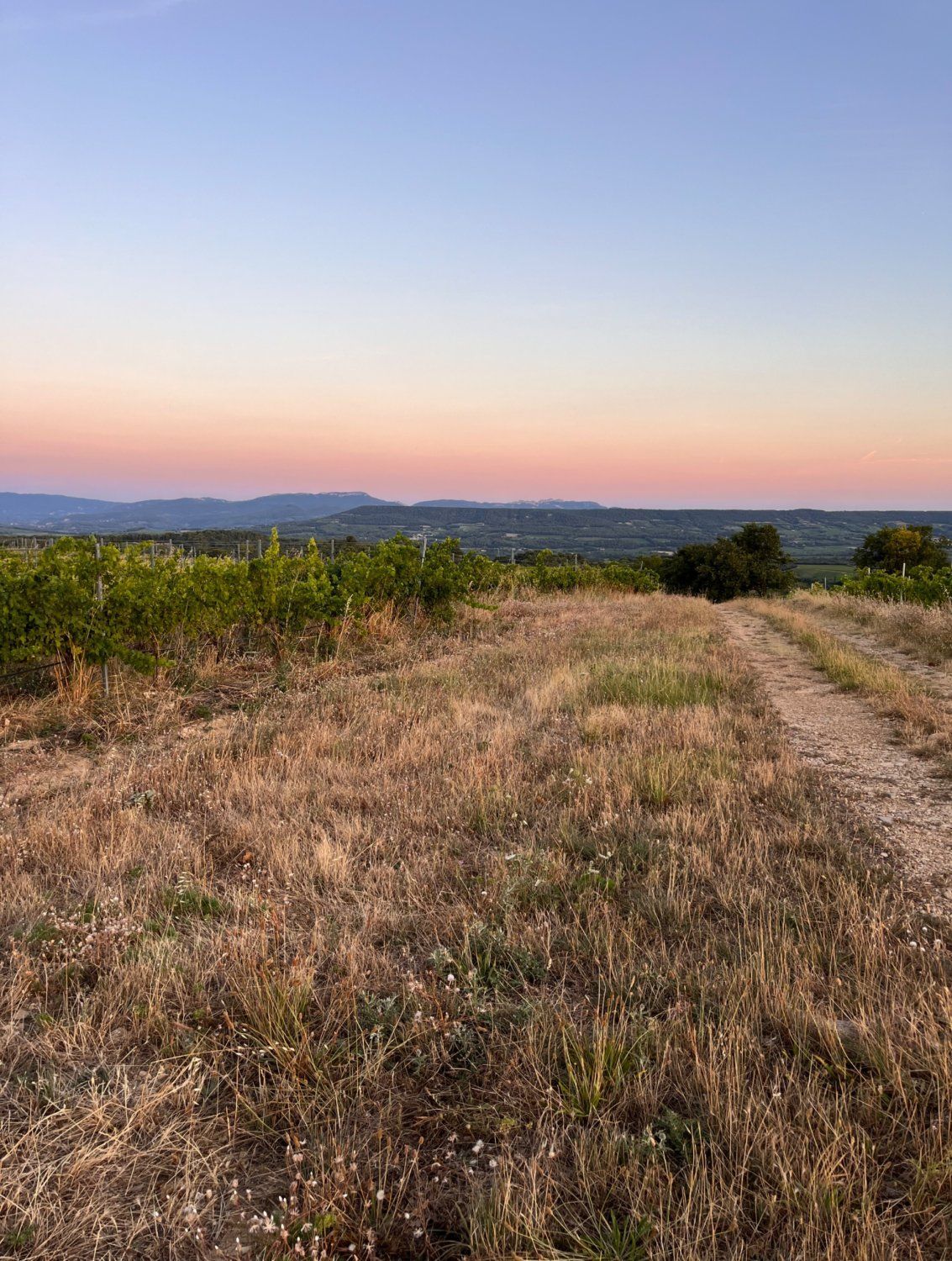 Vineyard - beautiful view - large flat land
