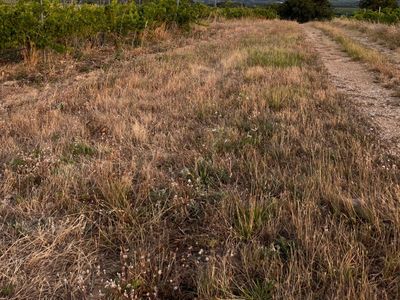 Vineyard - beautiful view - large flat land