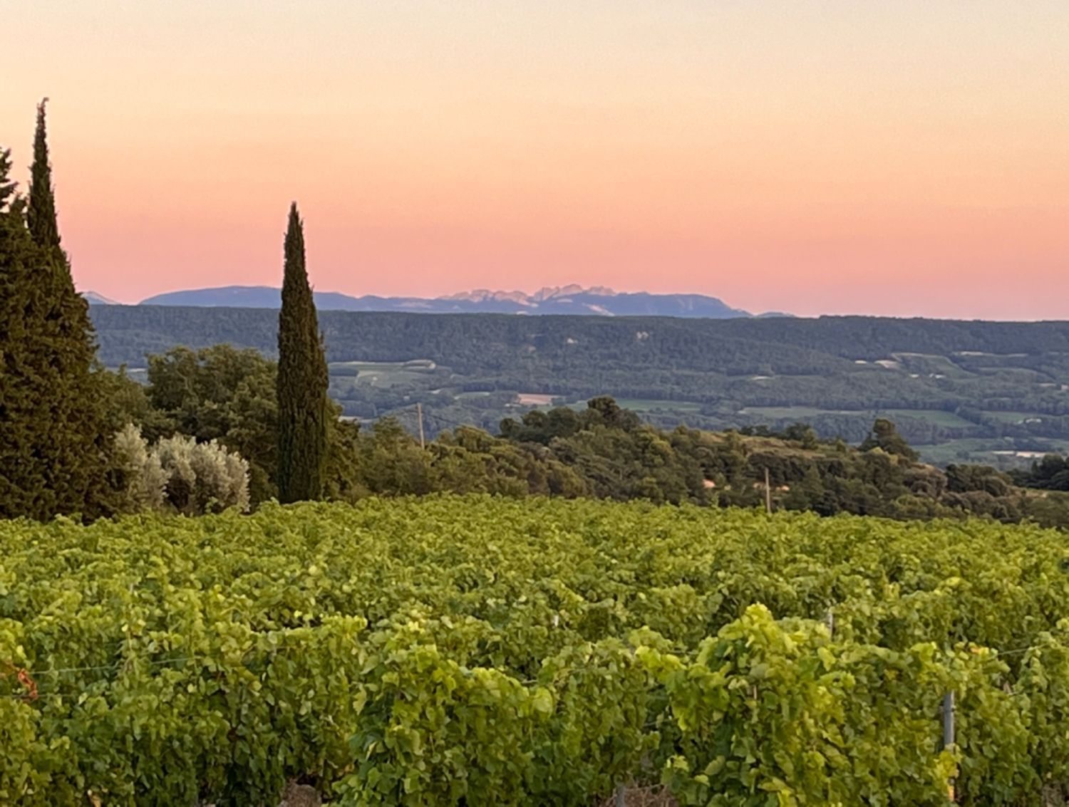 Vineyard - beautiful view - large flat land