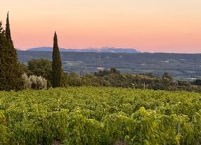 Vineyard - beautiful view - large flat land