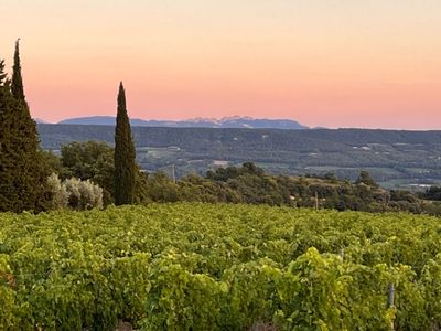 Vineyard - beautiful view - large flat land
