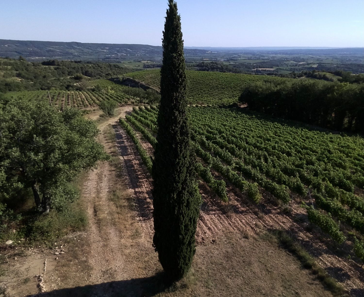 Vineyard - beautiful view - large flat land