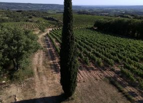 Vineyard - beautiful view - large flat land