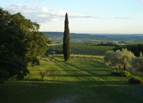 Vineyard - beautiful view - large flat land