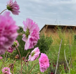 Flower farm in Montreuil