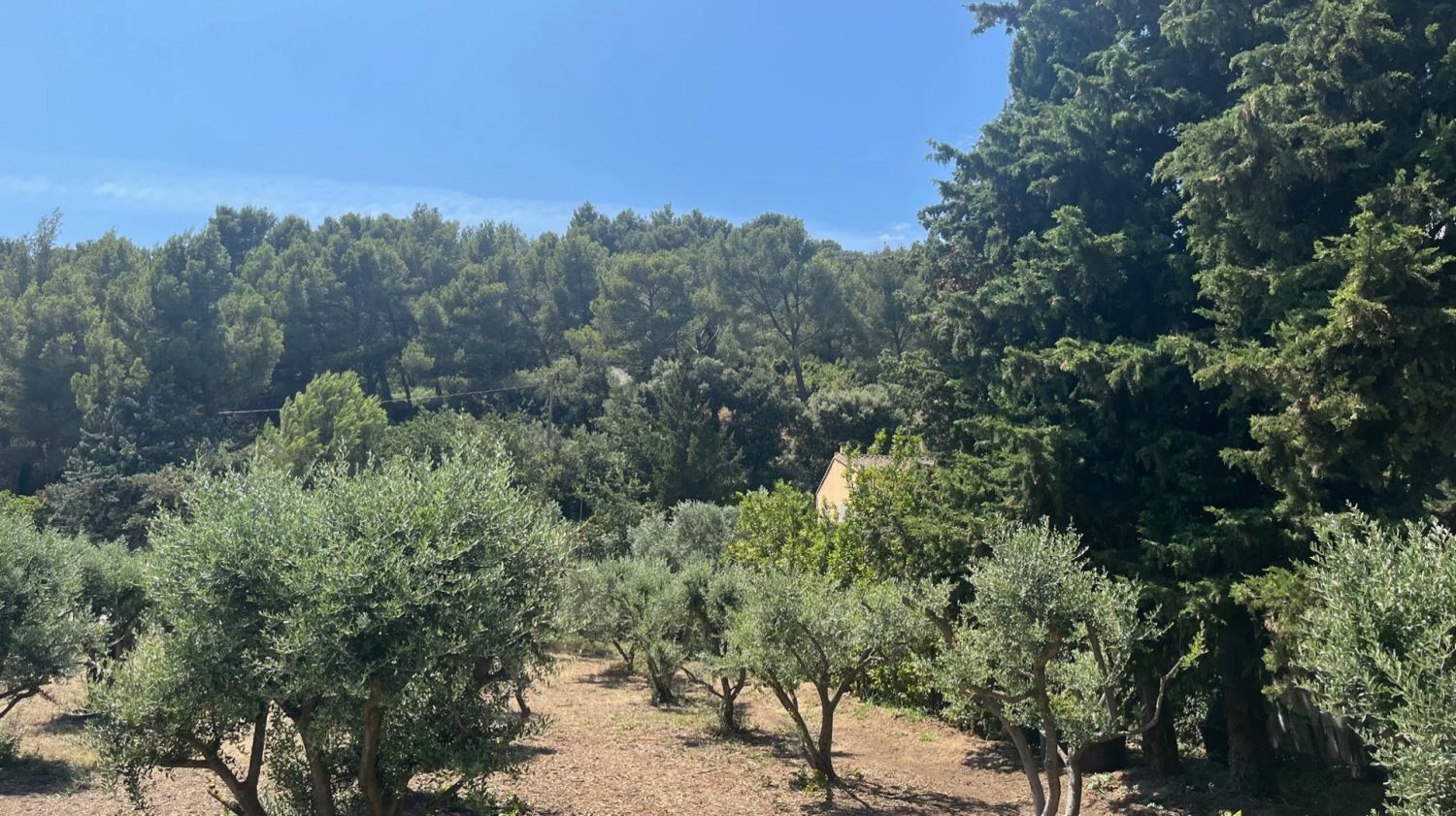 Historic Orangery in Les Baux-de-Provence | Olive Grove Events