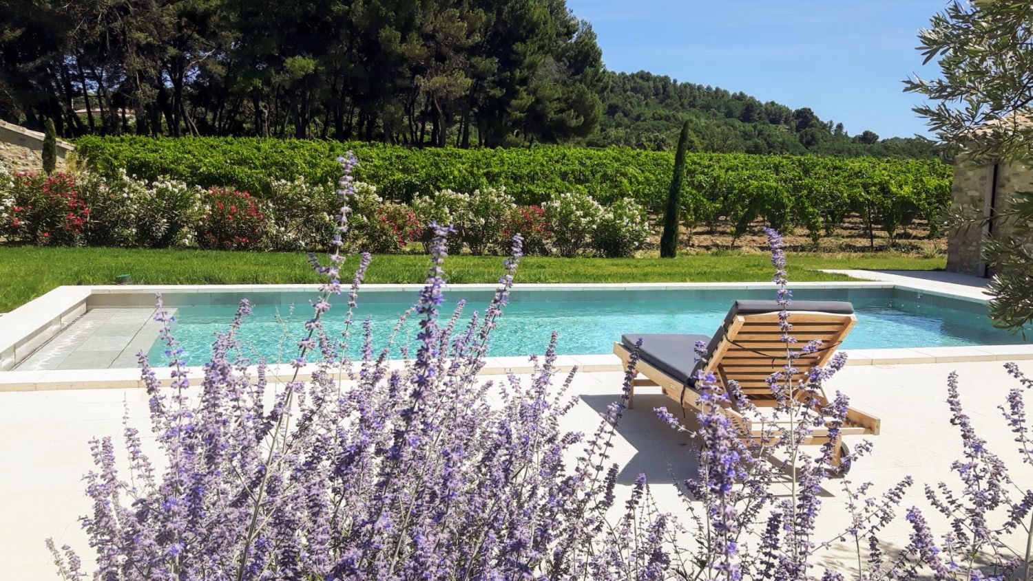 Mediterranean garden of a wine estate in Provence with swimming pool