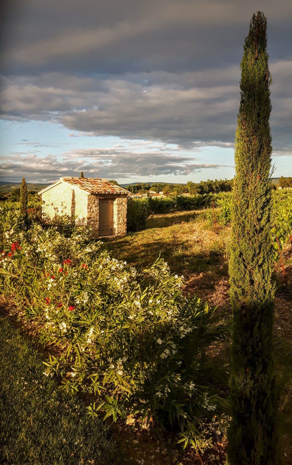 Mediterranean garden of a wine estate in Provence with swimming pool