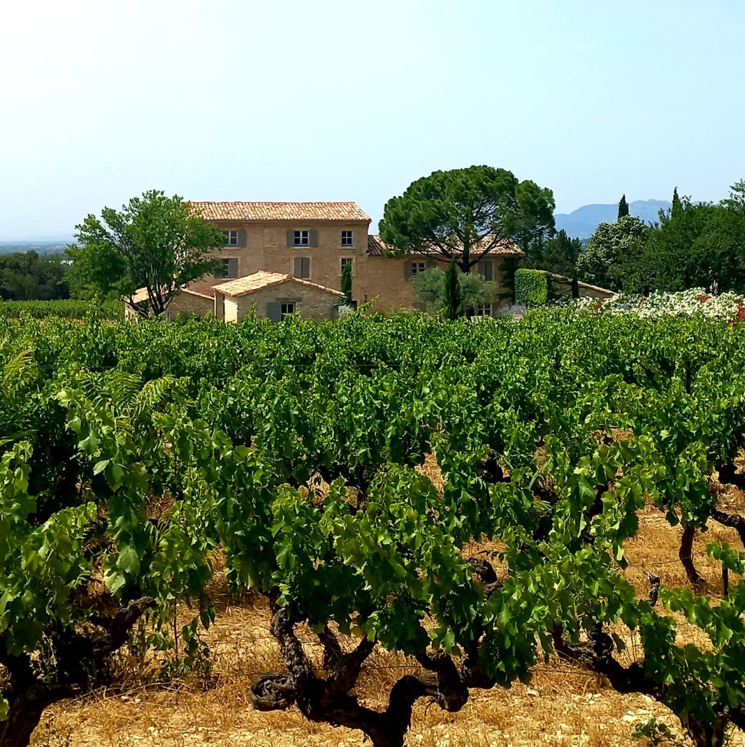 Mediterranean garden of a wine estate in Provence with swimming pool