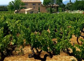 Mediterranean garden of a wine estate in Provence with swimming pool