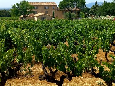 Mediterranean garden of a wine estate in Provence with swimming pool