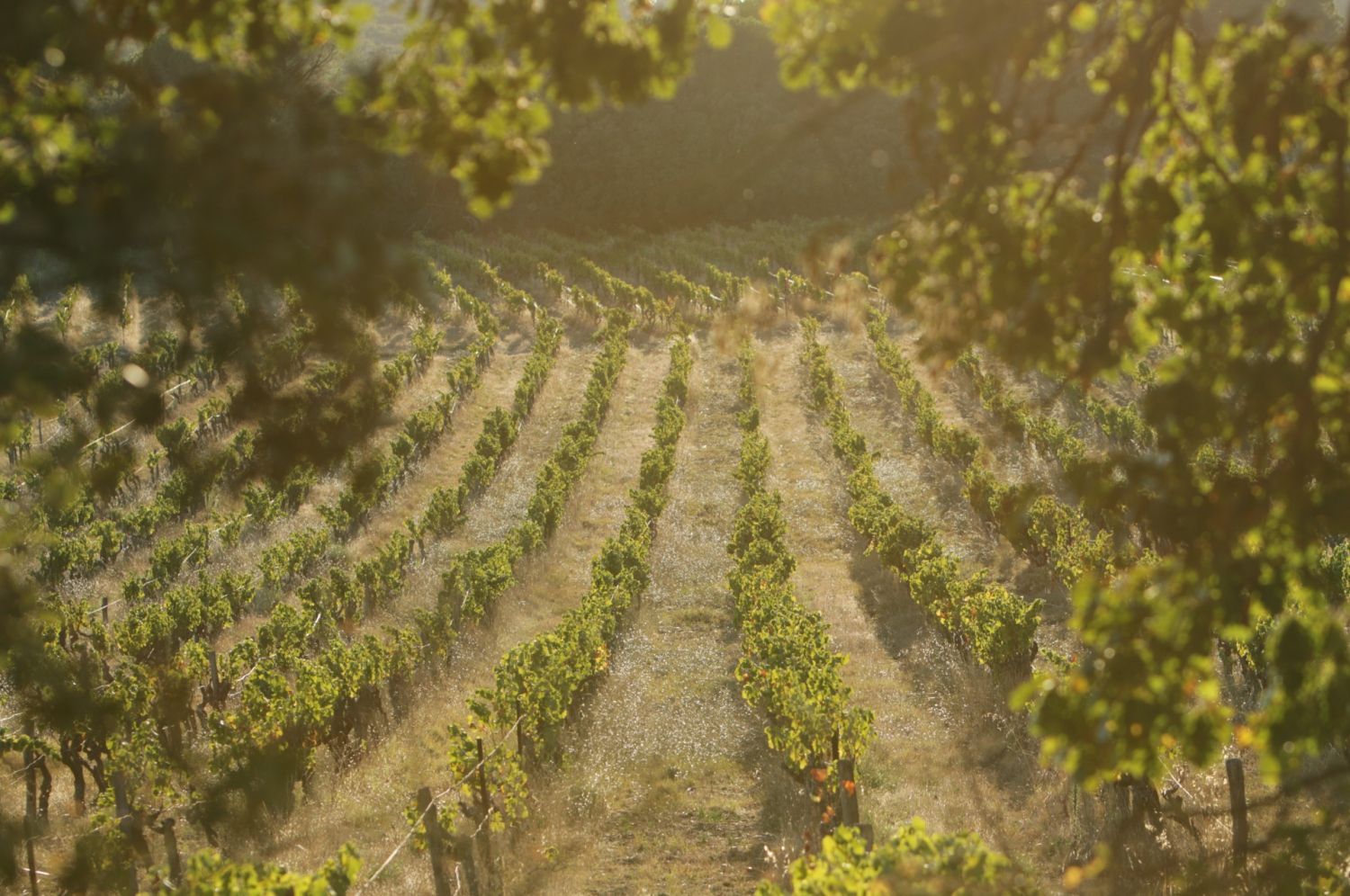 Mas provençal du 18ème siècle avec chapelle et vignes