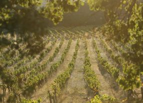 18th century Provençal farmhouse with chapel and vineyards