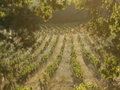 18th century Provençal farmhouse with chapel and vineyards