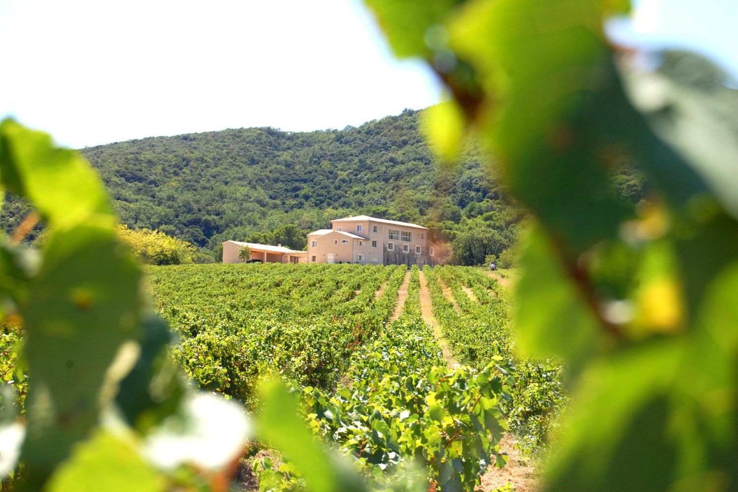Pool house between vineyards and woods