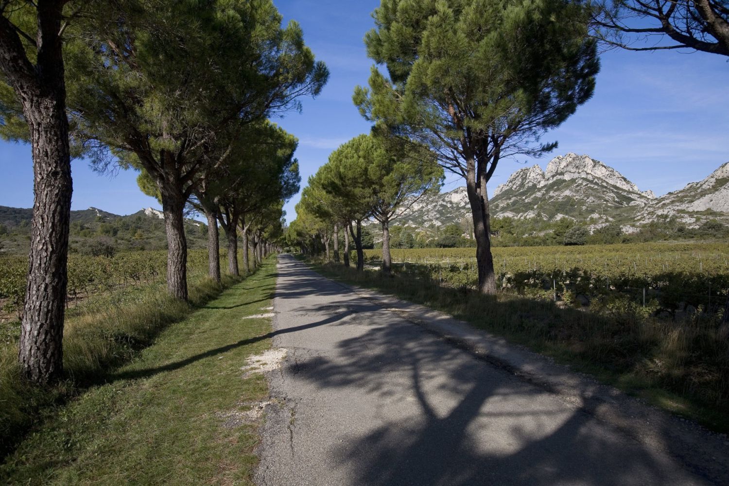 Domaine au cœur des vignes et des oliviers