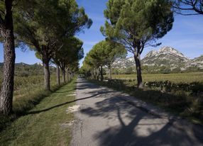 Estate in the heart of vineyards and olive trees