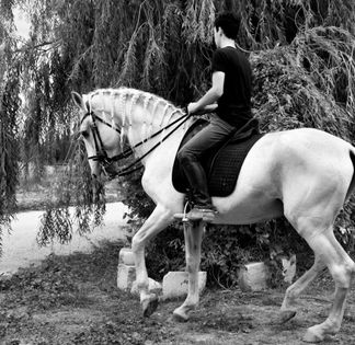 Stable near Avignon