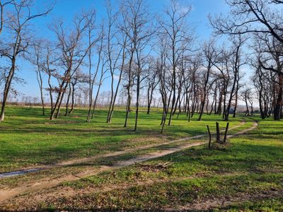 Terrain boisée et cloturé 